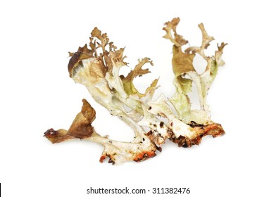 Iceland Moss Cetraria Islandica Lichen Isolated On White Background