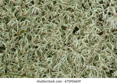 Iceland Moss (Cetraria Islandica, Lichen Islandicus) Is A Lichen (Lecanoromycetes, Family: Parmeliaceae), Growing All Over The Very Small Island Mandoe / Denmark.
