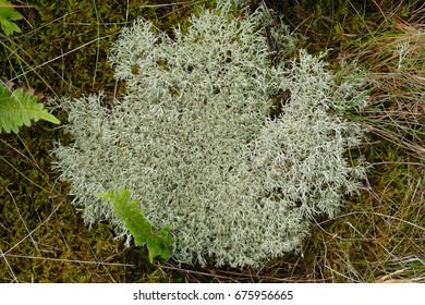 Iceland Moss (Cetraria Islandica, Lichen Islandicus) Is A Lichen (Lecanoromycetes, Family: Parmeliaceae), Growing All Over The Very Small Island Mandoe / Denmark.
