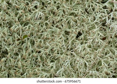 Iceland Moss (Cetraria Islandica, Lichen Islandicus) Is A Lichen (Lecanoromycetes, Family: Parmeliaceae), Growing All Over The Very Small Island Mandoe / Denmark.
