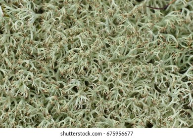 Iceland Moss (Cetraria Islandica, Lichen Islandicus) Is A Lichen (Lecanoromycetes, Family: Parmeliaceae), Growing All Over The Very Small Island Mandoe / Denmark.
