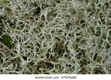 Iceland Moss (Cetraria Islandica, Lichen Islandicus) Is A Lichen (Lecanoromycetes, Family: Parmeliaceae), Growing All Over The Very Small Island Mandoe / Denmark.
