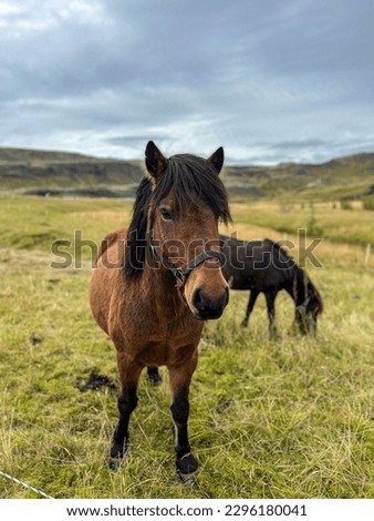 Iceland Pony Horse Farm Nature