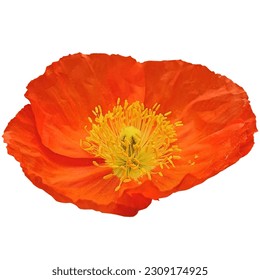  Iceland poppy flowers white background - Powered by Shutterstock