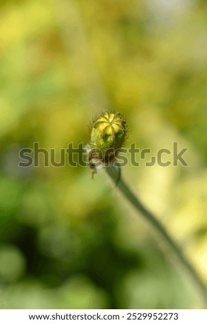 Similar – Image, Stock Photo poppy seed capsules plants