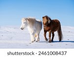 Iceland. Two horses standing in snow, one brown and one white. They are looking at each other. 