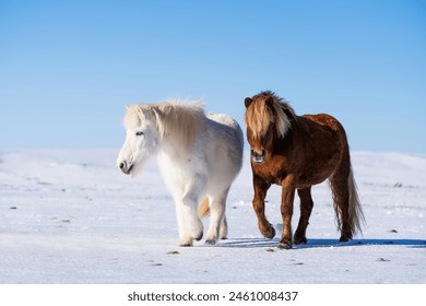 Iceland. Two horses standing in snow, one brown and one white. They are looking at each other. 