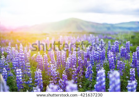 Icelandic Beautiful Landscape Lupine Bluebonnet field in South Iceland