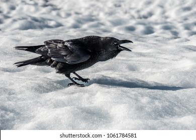 Icelandic Black Raven Standing On Glacier Stock Photo 1061784581 ...