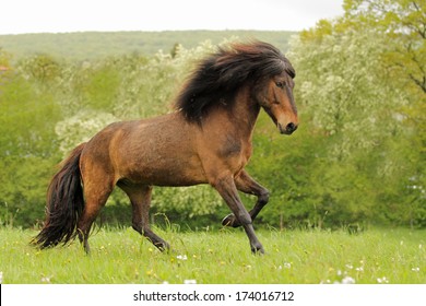 Icelandic Horse