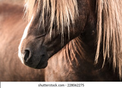 Icelandic Horse