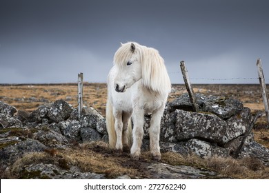 Icelandic Horse