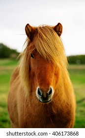 Icelandic Horse