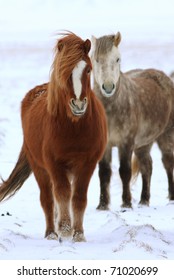 Icelandic Horse