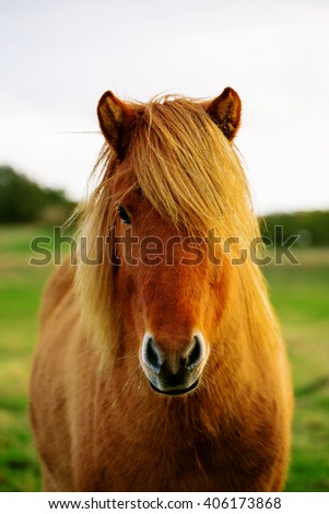 Similar – Image, Stock Photo horse on a meadow!!!