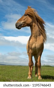 Icelandic Horse Is A Breed Of Horse Developed In Iceland. Although The Horses Are Small, At Times Pony-sized, Most Registries For The Icelandic Refer To It As A Horse.