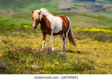 The Icelandic Horse Is A Breed Of Horse Developed In Iceland. Although The Horses Are Small, At Times Pony-sized, Most Registries For The Icelandic Refer To It As A Horse