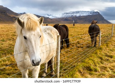 The Icelandic Horse Is A Breed Of Horse Developed In Iceland. Although The Horses Are Small, At Times Pony-sized, Most Registries For The Icelandic Refer To It As A Horse.