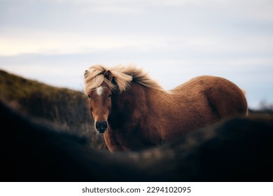 The Icelandic horse is a breed of horse developed in Iceland.