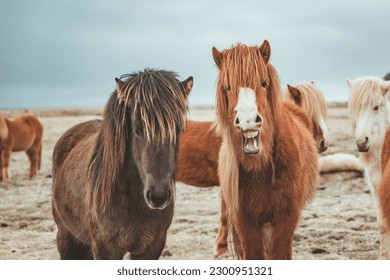 The Icelandic horse is a breed of horse developed in Iceland. Closeup smile Icelandic horses.