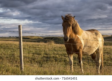 Horse Breeding Images, Stock Photos & Vectors | Shutterstock Horse Breeding Images, Stock Photos & Vectors | Shutterstock