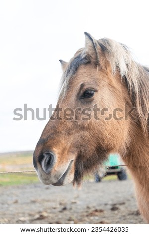 icelandic horse breed in iceland farm. icelandic pony horse animal. animal farm. domestic animal outdoor. rural pasture with icelandic horse. thoroughbred icelandic horse grazing