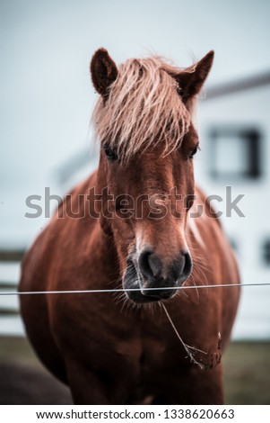 Similar – Foto Bild Misstrauisch Natur