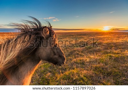 An Icelandic Horse enjoys the sunset on an autumn evening somewhere on the Snaefellsnes peninsula