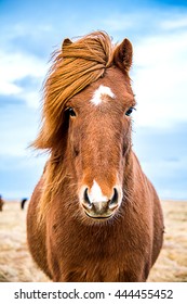 Icelandic horse facing camera, with full mane blowing in the wind.