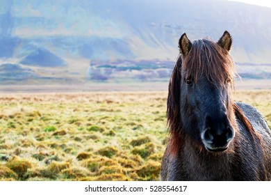 Icelandic Horse in the Field