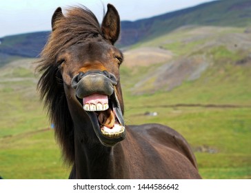 Icelandic horse gives a big smile!