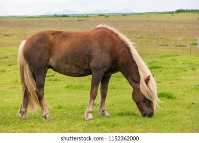 Icelandic Horse Grazing.