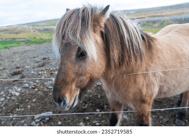 icelandic horse grazing. icelandic horse breed in iceland farm. icelandic pony horse animal. animal farm. domestic animal outdoor. rural pasture with icelandic horse