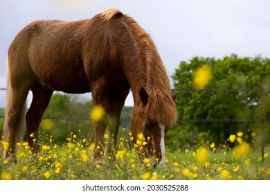 icelandic horse grazing green grass with little yellow flower - Powered by Shutterstock