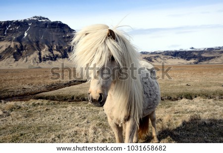 A icelandic horse has long mane in Iceland.