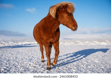 Icelandic horse. Iceland. Brown horse walking on snowy field. - Powered by Shutterstock