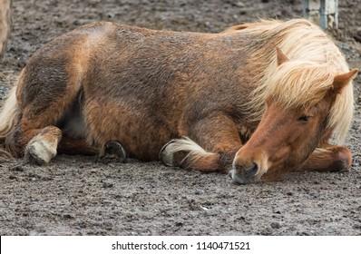 Icelandic Horse Laying Down