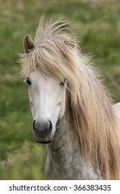 Icelandic horse with long mane, Iceland