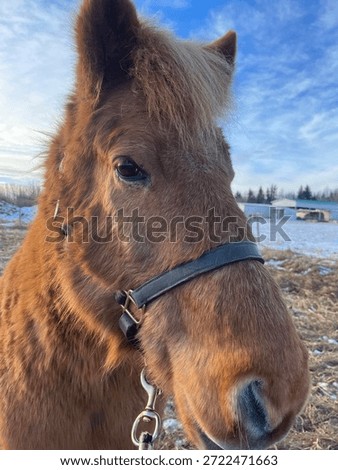 The Icelandic Horse Named Andy