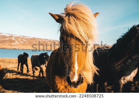 Icelandic horse outdoors in Iceland