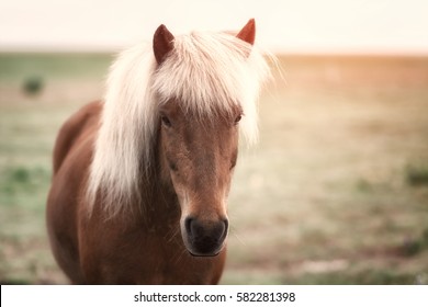 Icelandic Horse Portrait Close Up