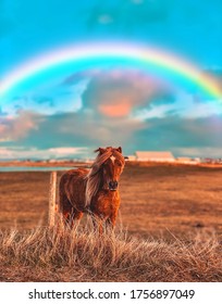 Icelandic horse with a rainbow above