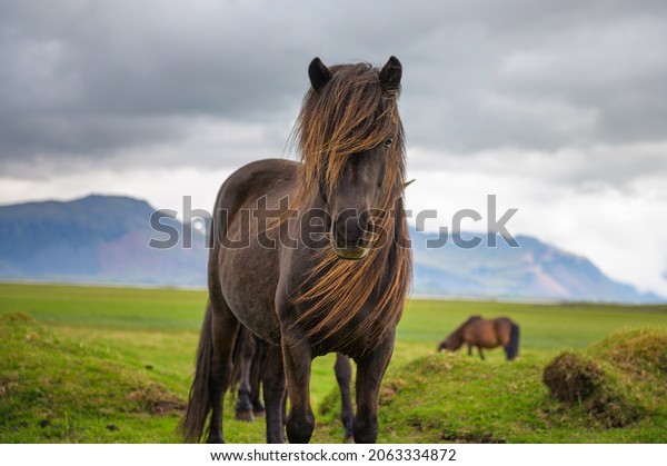 Icelandic horse in the scenic nature landscape\
of Iceland. The Icelandic horse is a breed of horse developed in\
this country.