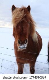 Icelandic Horse In The Snow