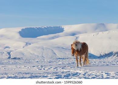 Icelandic Horse In Winter At Husavik