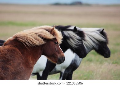 Icelandic Horses