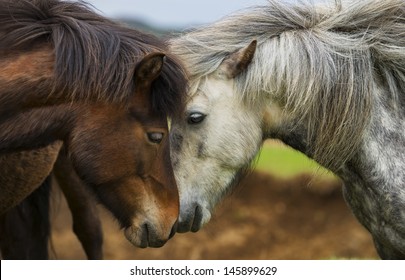 Icelandic Horses