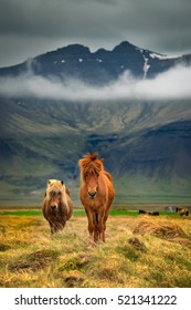 Icelandic Horses