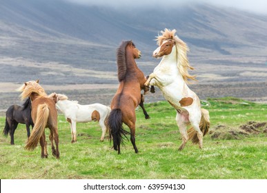 Icelandic Horses