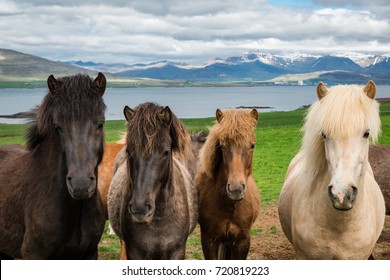 Icelandic Horses